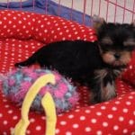 Chiot york dans un panier rouge a pois blanc